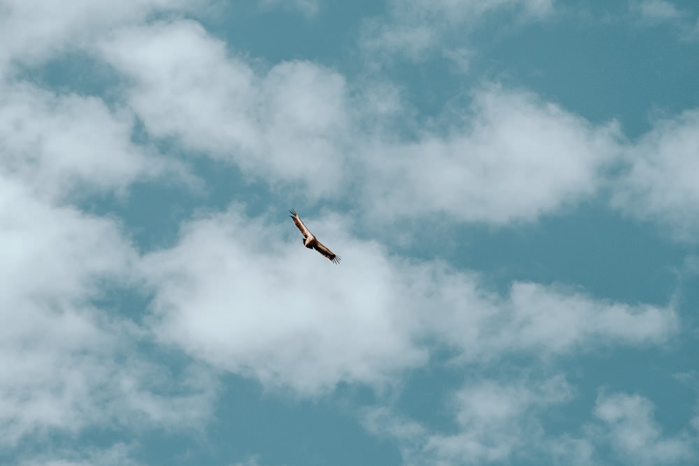 Un vautour qui vole au-dessus du plateau