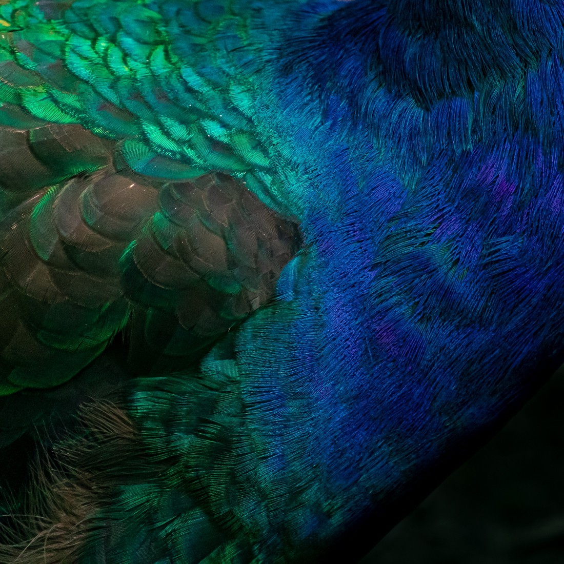 Détail de plume d'oiseaux exotique