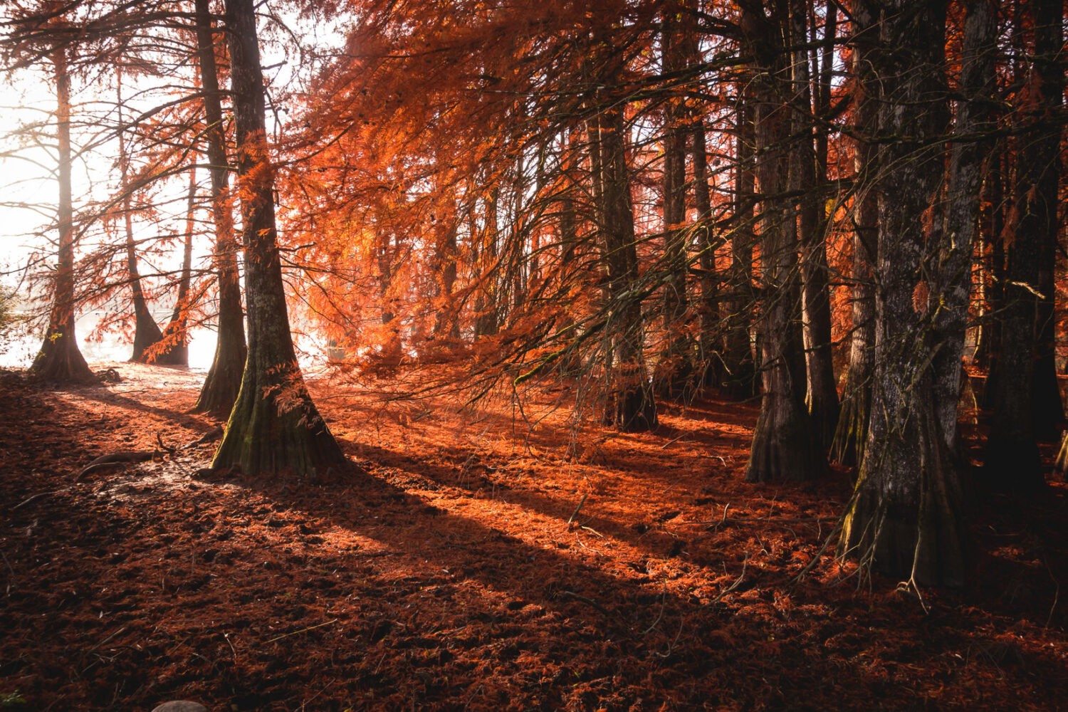 septmai-saisons-alpines-automne-1